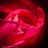 Expressionist Flowers  Rose #2947